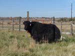 Imperial Yak Cow